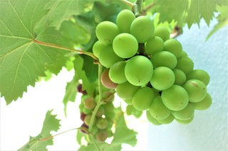 2021.7.17grape2.jpg