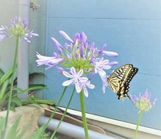 20210608butterfly.jpg